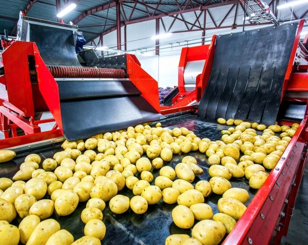 Pommes de terre dans l'usine de chips